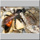 Ctenichneumon panzeri - Schupfwespe w01d 14mm - OS-Hasbergen Lehmhuegel-fdet02.jpg